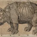 
			Le rhinocéros d’après Albrecht Dürer
		 - crédits : Wellcome Library, London