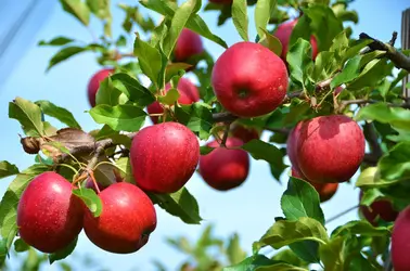 Pommes - crédits : Tawakkaltu Ilallah / 500px/ Getty Images