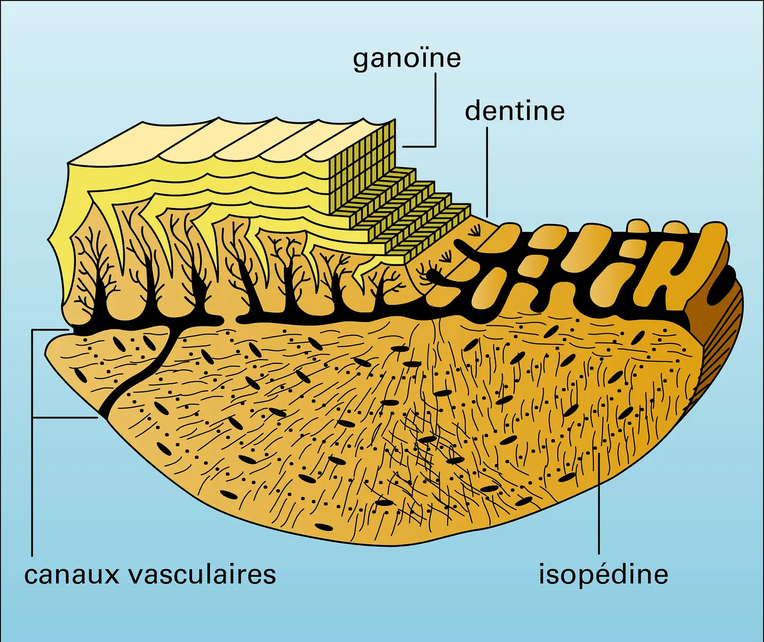 Cheirolepis