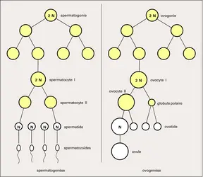 Spermatogenèse et ovogenèse - crédits : Encyclopædia Universalis France