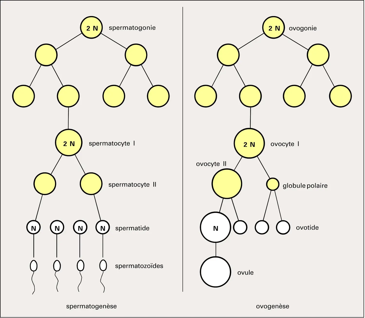 Spermatogenèse et ovogenèse