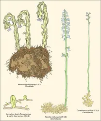Angiospermes mycotrophes - crédits : Encyclopædia Universalis France