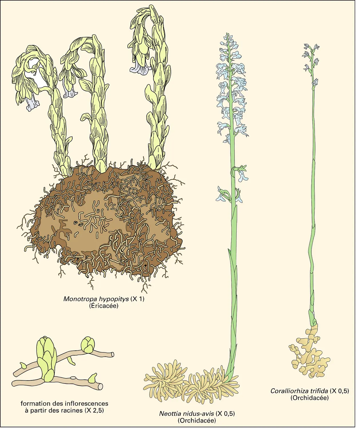 Angiospermes mycotrophes