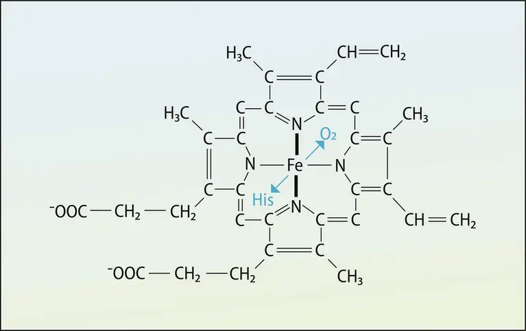 Noyau tétrapyrrolique dans l’hémoglobine