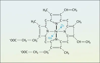 Noyau tétrapyrrolique dans l’hémoglobine - crédits : Encyclopædia Universalis France