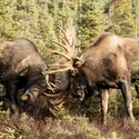 Orignaux dans le parc national Denali-mont McKinley, Alaska - crédits : Doug Lindstrand / Design Pics/ Getty Images