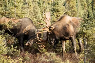 Orignaux dans le parc national Denali-mont McKinley, Alaska - crédits : Doug Lindstrand / Design Pics/ Getty Images