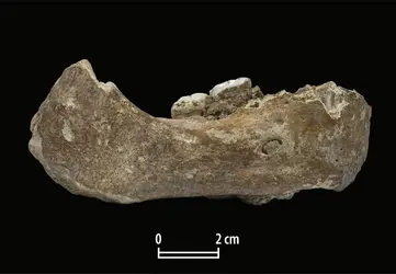 Mandibule de Xiahe (Chine) - crédits : Dongju Zhang, Lanzhou University