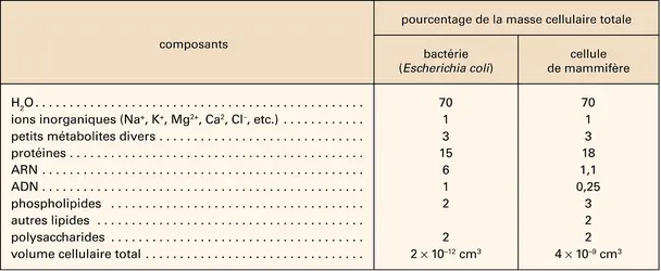 Bactérie et cellule de mammifère : compositions chimiques - crédits : Encyclopædia Universalis France