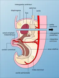 Embryon humain : tube digestif - crédits : Encyclopædia Universalis France