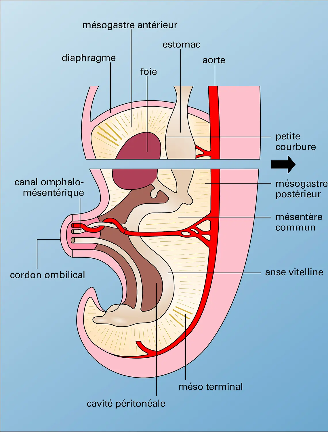 Embryon humain : tube digestif
