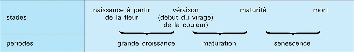 Stades et périodes du développement