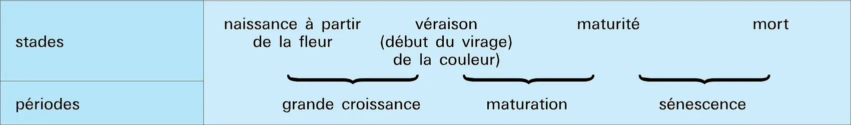 Stades et périodes du développement - crédits : Encyclopædia Universalis France