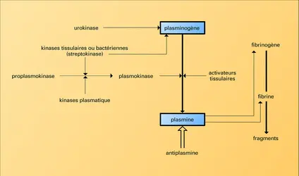 Système fibrinolytique - crédits : Encyclopædia Universalis France