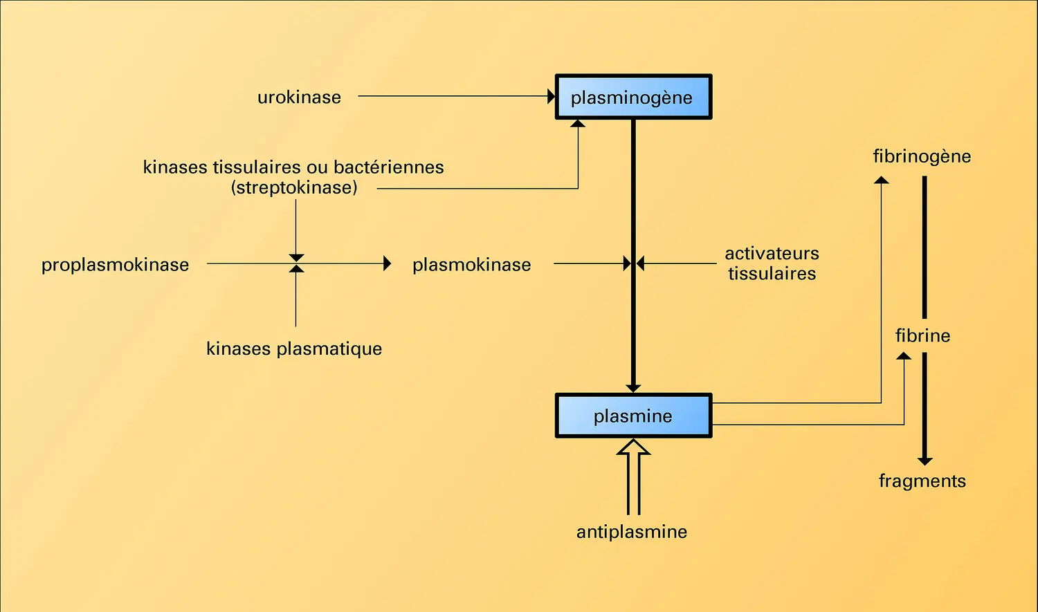 Système fibrinolytique