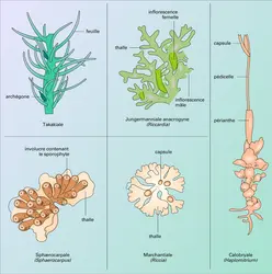 Hépatiques appartenant à divers ordres - crédits : Encyclopædia Universalis France