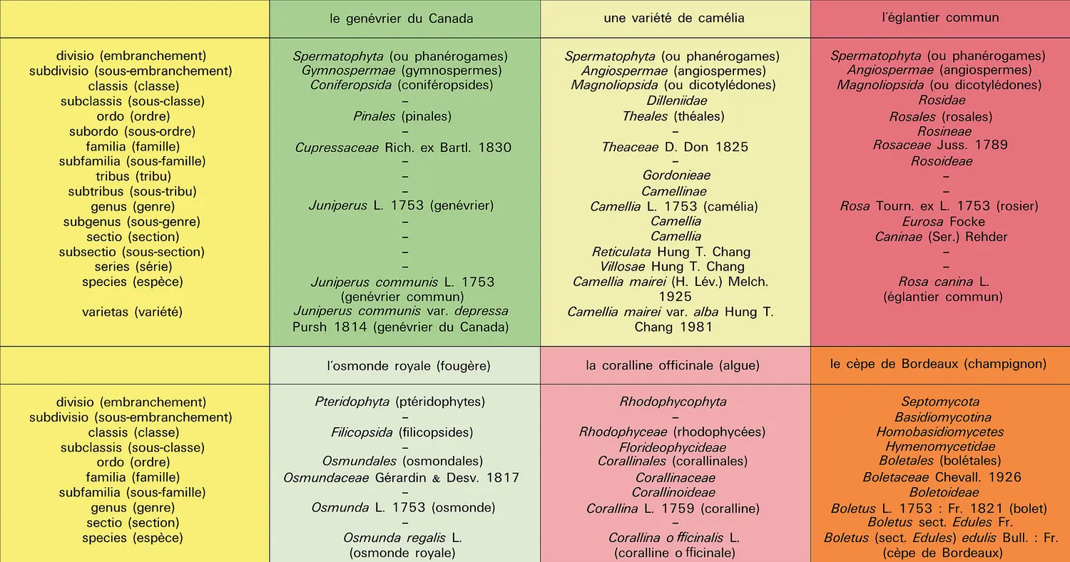 Classement d'espèces et variétés