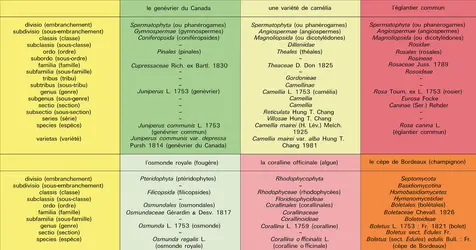Classement d'espèces et variétés - crédits : Encyclopædia Universalis France