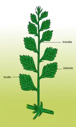 Phyllocladus - crédits : Encyclopædia Universalis France