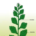 Phyllocladus - crédits : Encyclopædia Universalis France