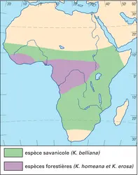 Afrique : illustration de l'opposition forêt-savane - crédits : Encyclopædia Universalis France