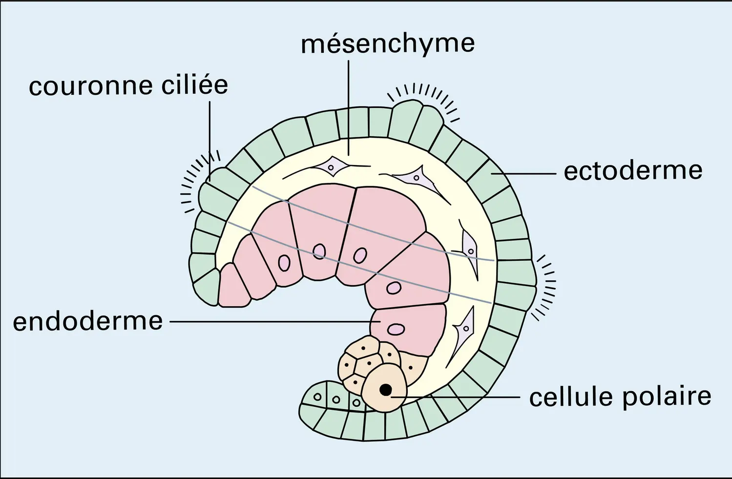 Segmentation sirale et larve trochopore - vue 3