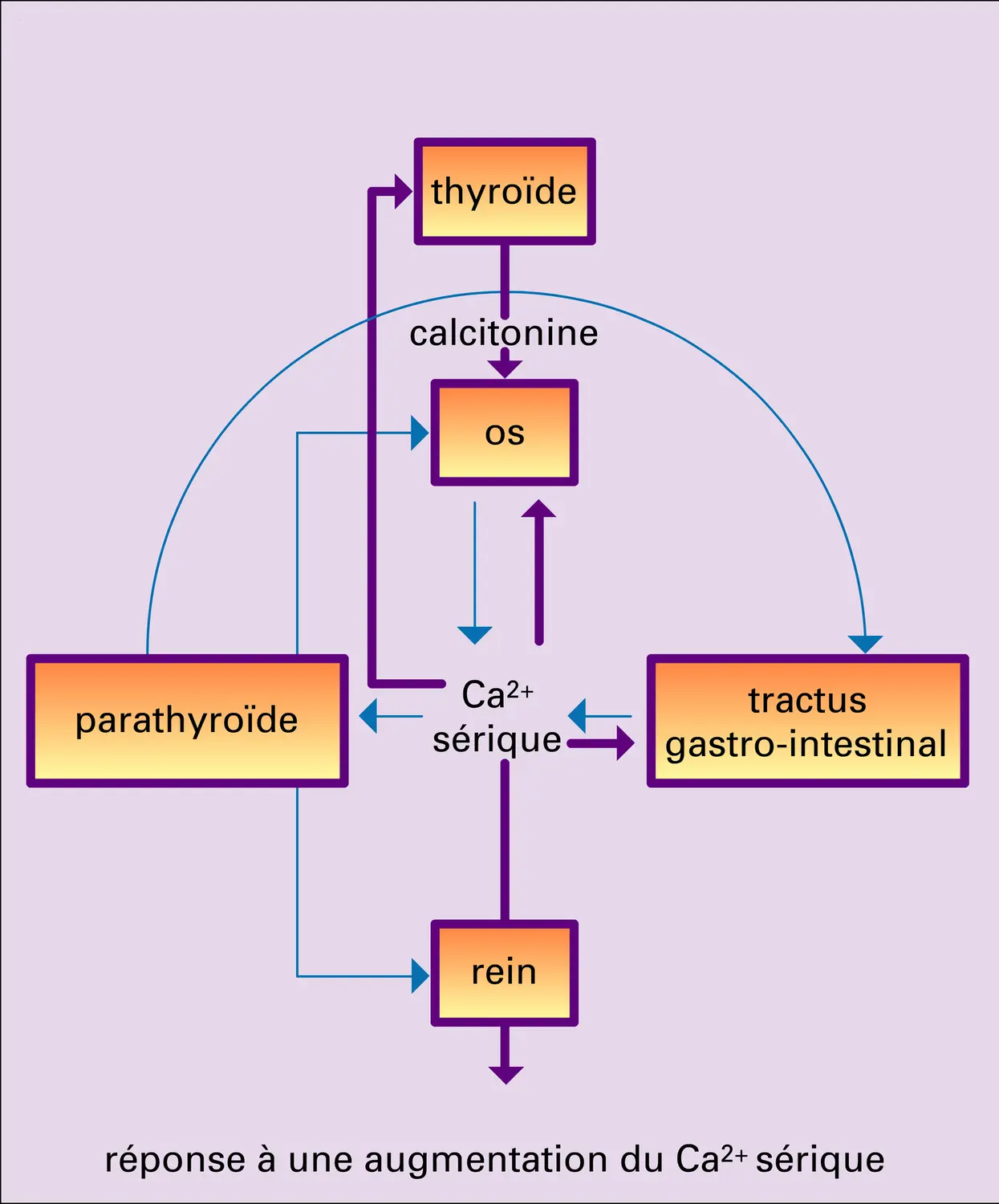 Métabolisme de l'ion calcium - vue 3