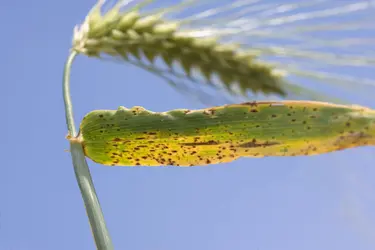 Helminthosporiose - crédits : C. Thiriet/ Biosphoto