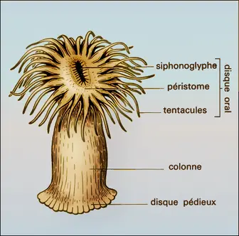 Actinie (morphologie)