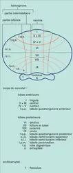 Topographie anatomique chez un mammifère - crédits : Encyclopædia Universalis France