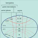 Topographie anatomique chez un mammifère - crédits : Encyclopædia Universalis France