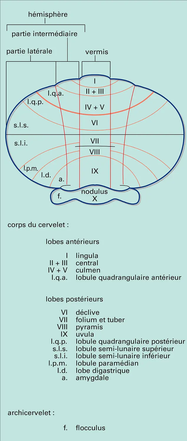 Topographie anatomique chez un mammifère