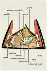 Cirripèdes : la balane - crédits : Encyclopædia Universalis France