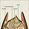 Cirripèdes : la balane - crédits : Encyclopædia Universalis France