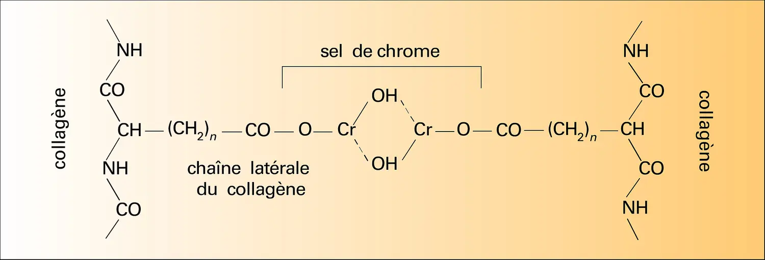 Collagène