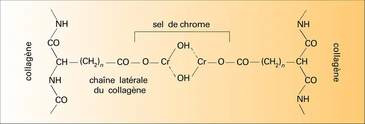 Collagène - crédits : Encyclopædia Universalis France