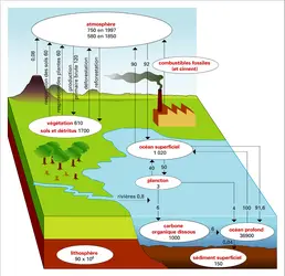 Cycle du carbone - crédits : Encyclopædia Universalis France