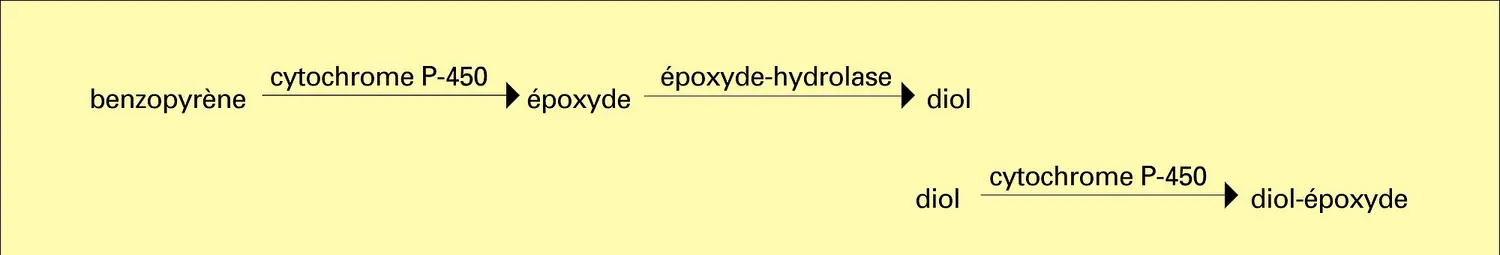 Benzopyrène : biotransformation