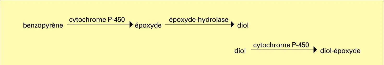 Benzopyrène : biotransformation - crédits : Encyclopædia Universalis France