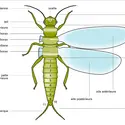 Insecte : morphologie - crédits : Encyclopædia Universalis France