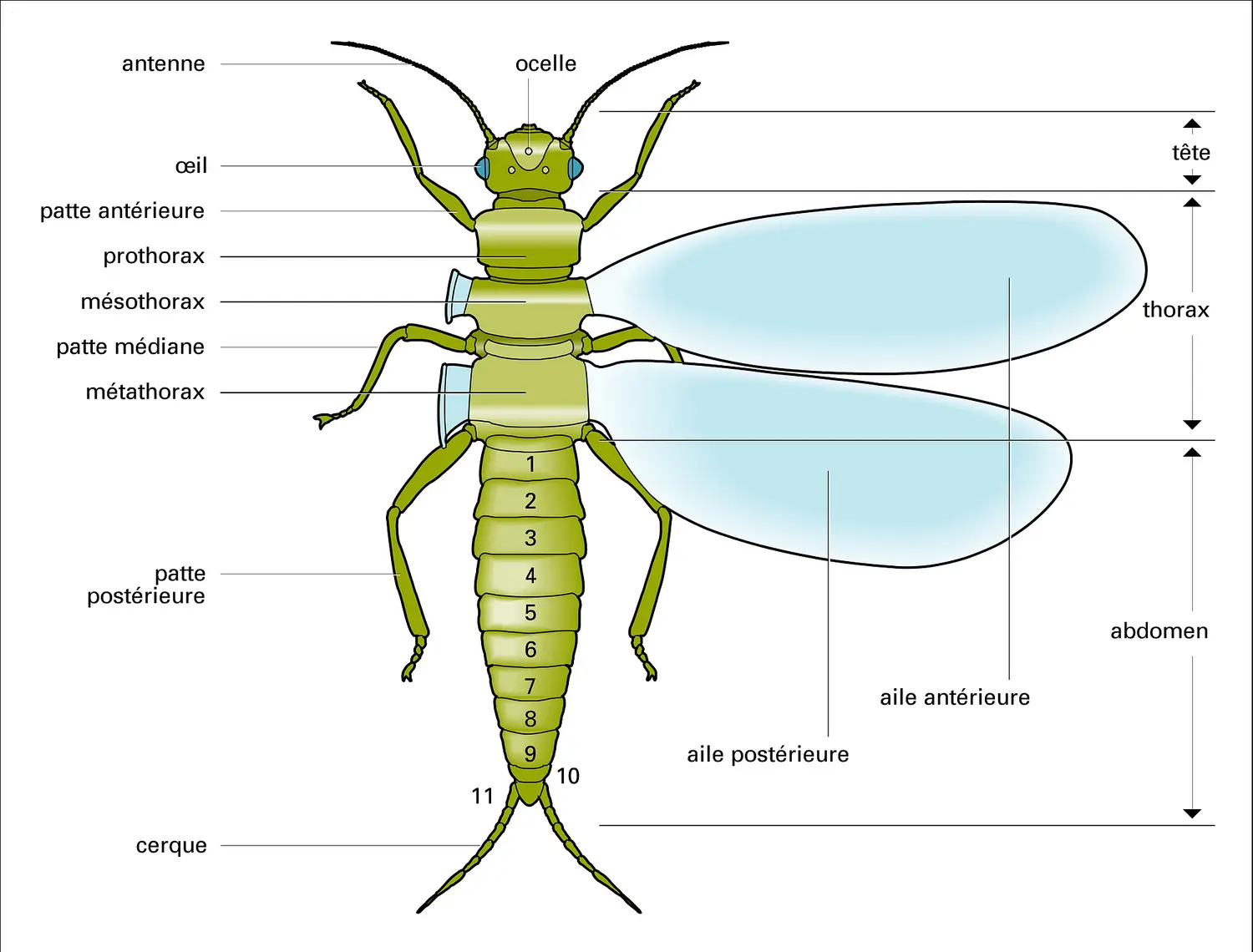 Insecte : morphologie