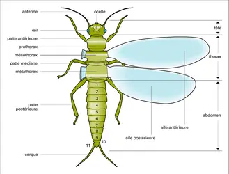 Insecte : morphologie - crédits : Encyclopædia Universalis France