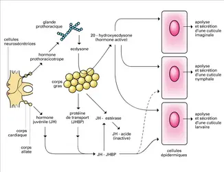 HORMONES : Rôle des récepteurs nucléaires - Encyclopædia Universalis