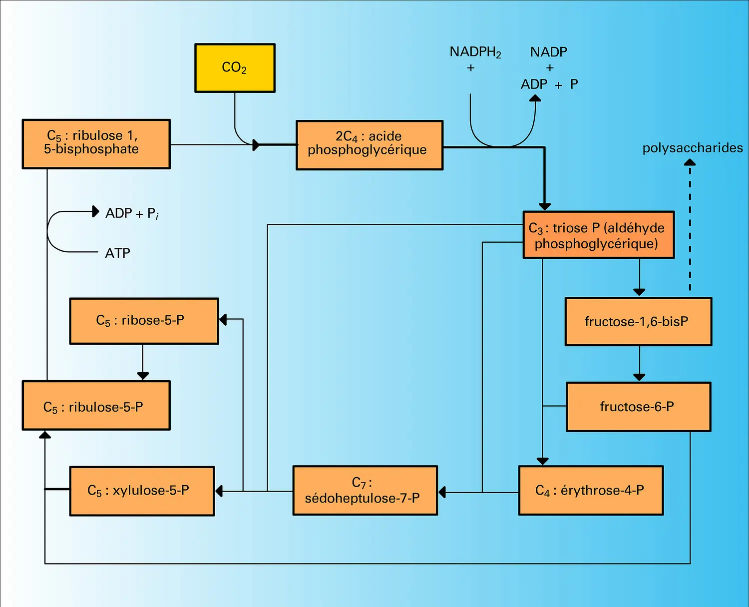 Gaz carbonique : fixation et réduction