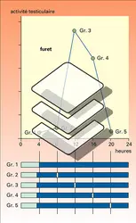 Photopériode et rythmes annuels de reproduction - crédits : Encyclopædia Universalis France