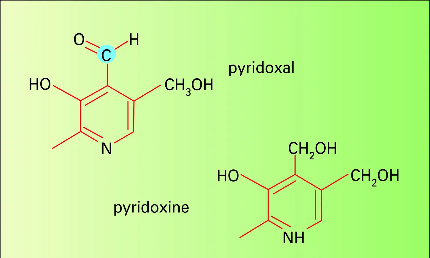 Métabolisme azoté : intervention des vitamines B6