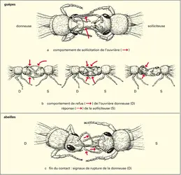 Communication chez les guêpes et les abeilles - crédits : Encyclopædia Universalis France