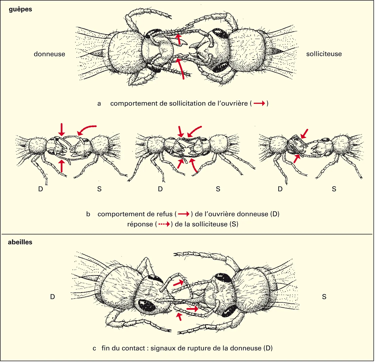 Communication chez les guêpes et les abeilles