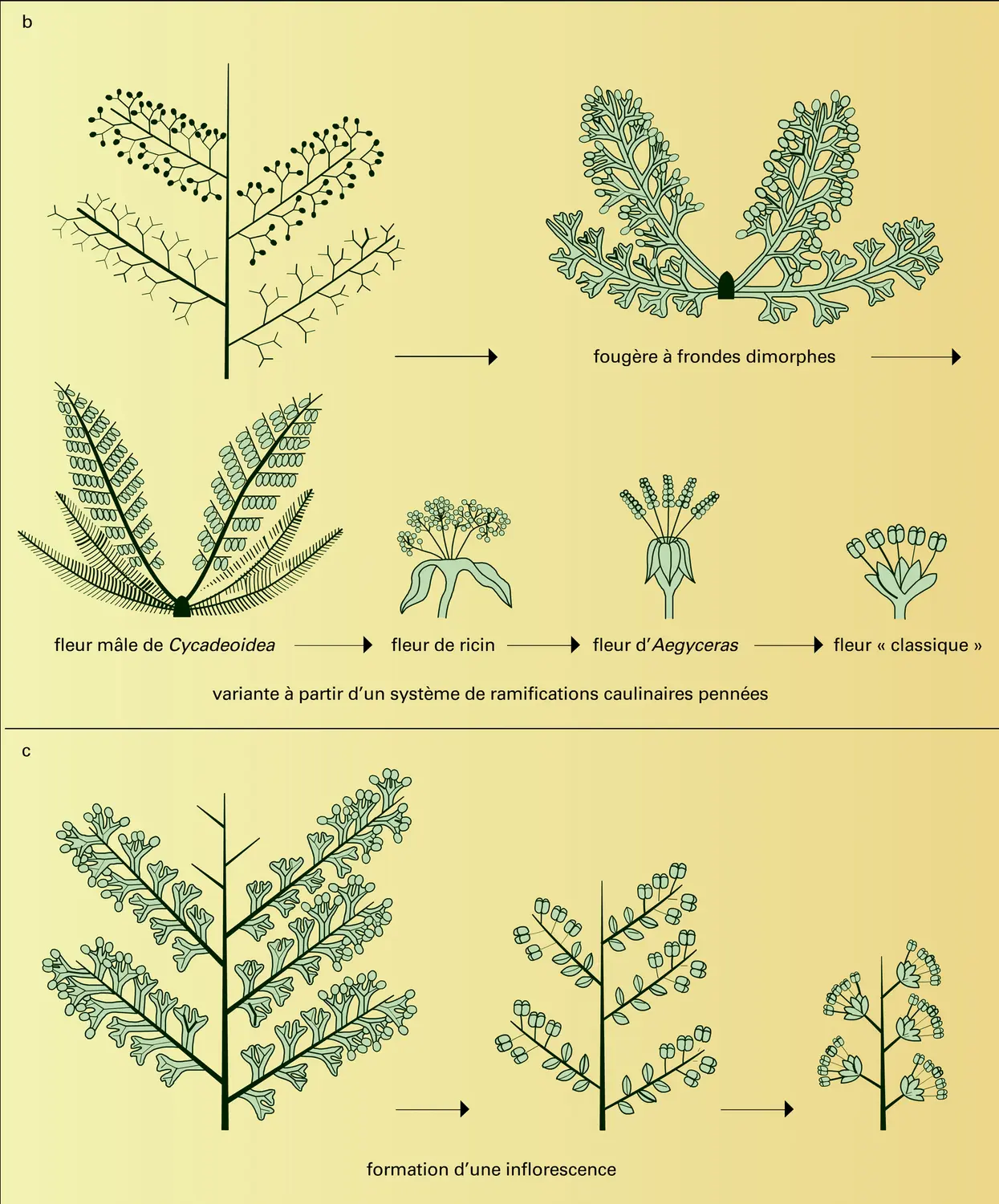 Phylogenèse de la fleur - vue 2