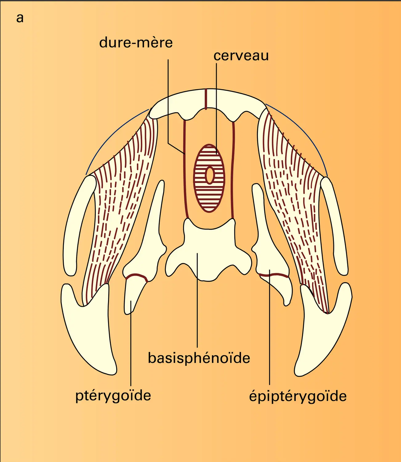 Pélycosaurien, Thérapside et Mammifère : crânes - vue 1